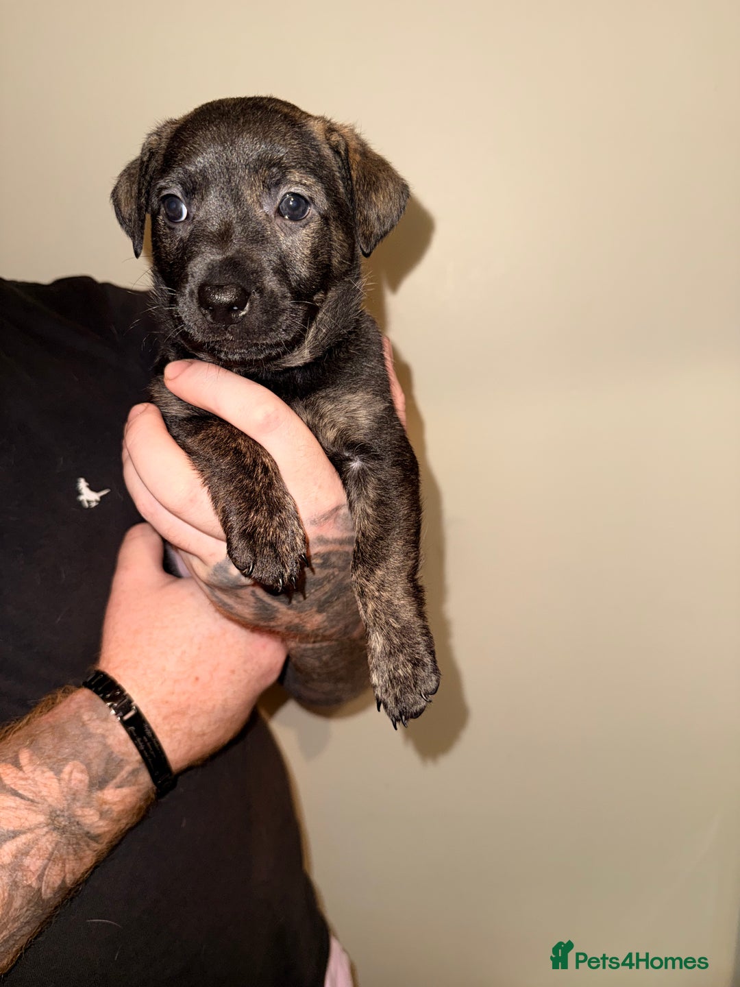 Mixed Breed dogs for sale: German Shepherd x Staffy x Jack Russell puppies  - Advert 8