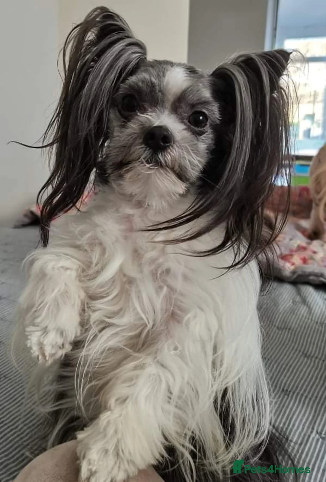 Gallery Image {{count}}