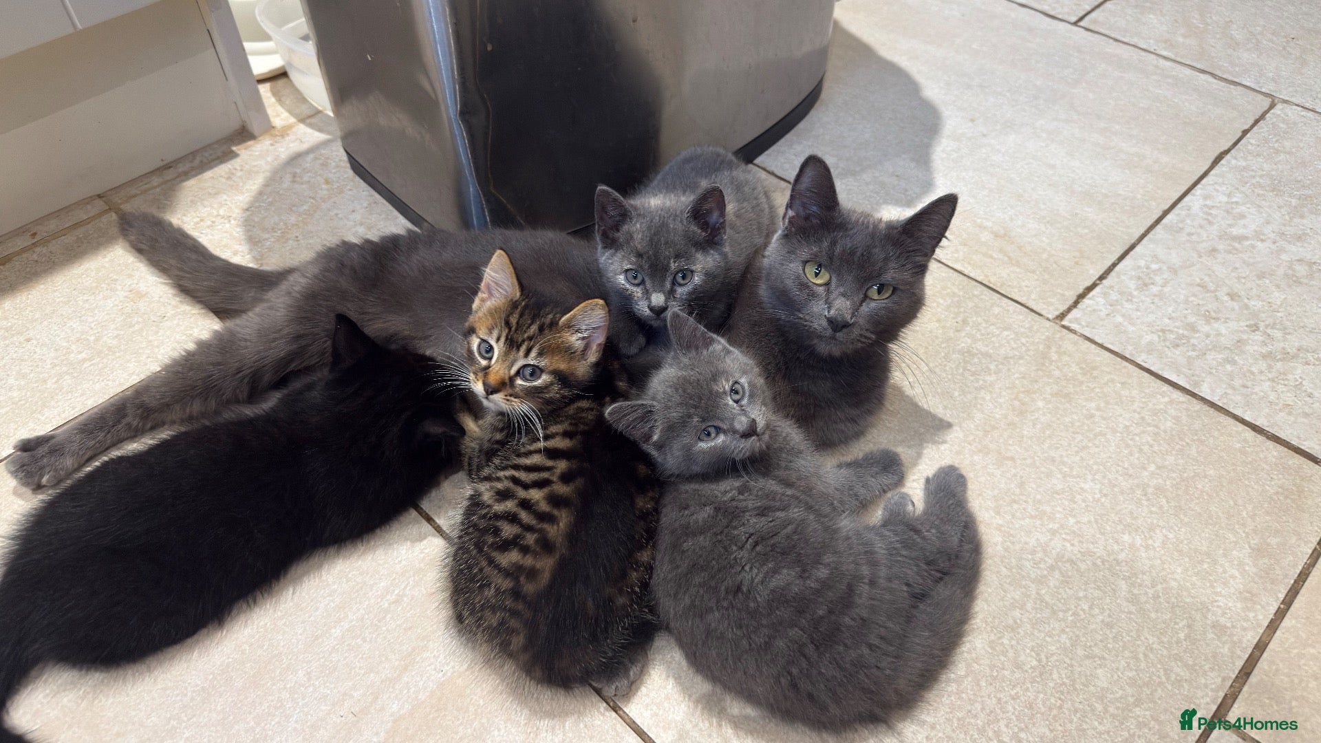 British Shorthair cats Two female and two male kittens  - Advert 2