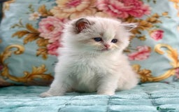 Ragdoll cats for sale: 3 blue bicolour boys  - Image 7