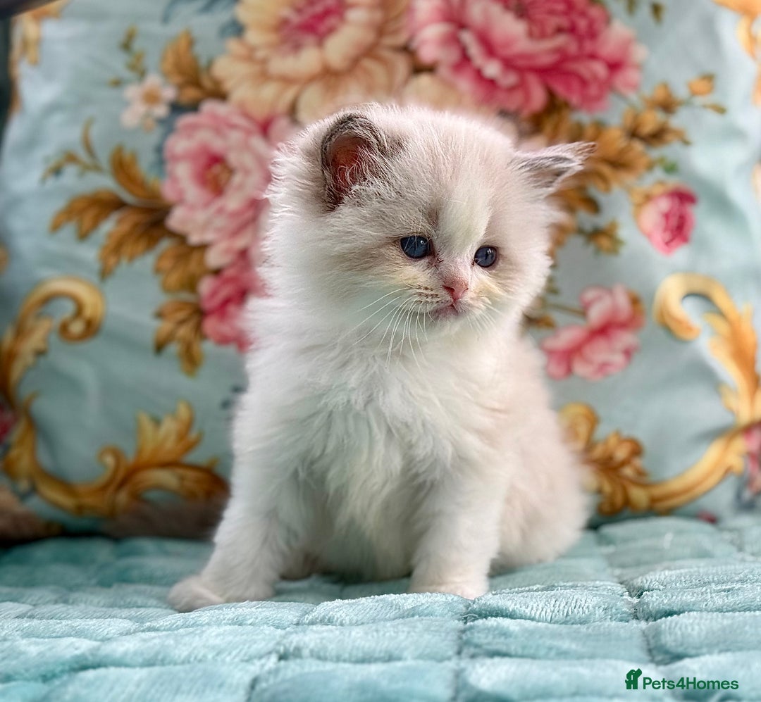 Ragdoll cats for sale: 3 blue bicolour boys  - Image 7
