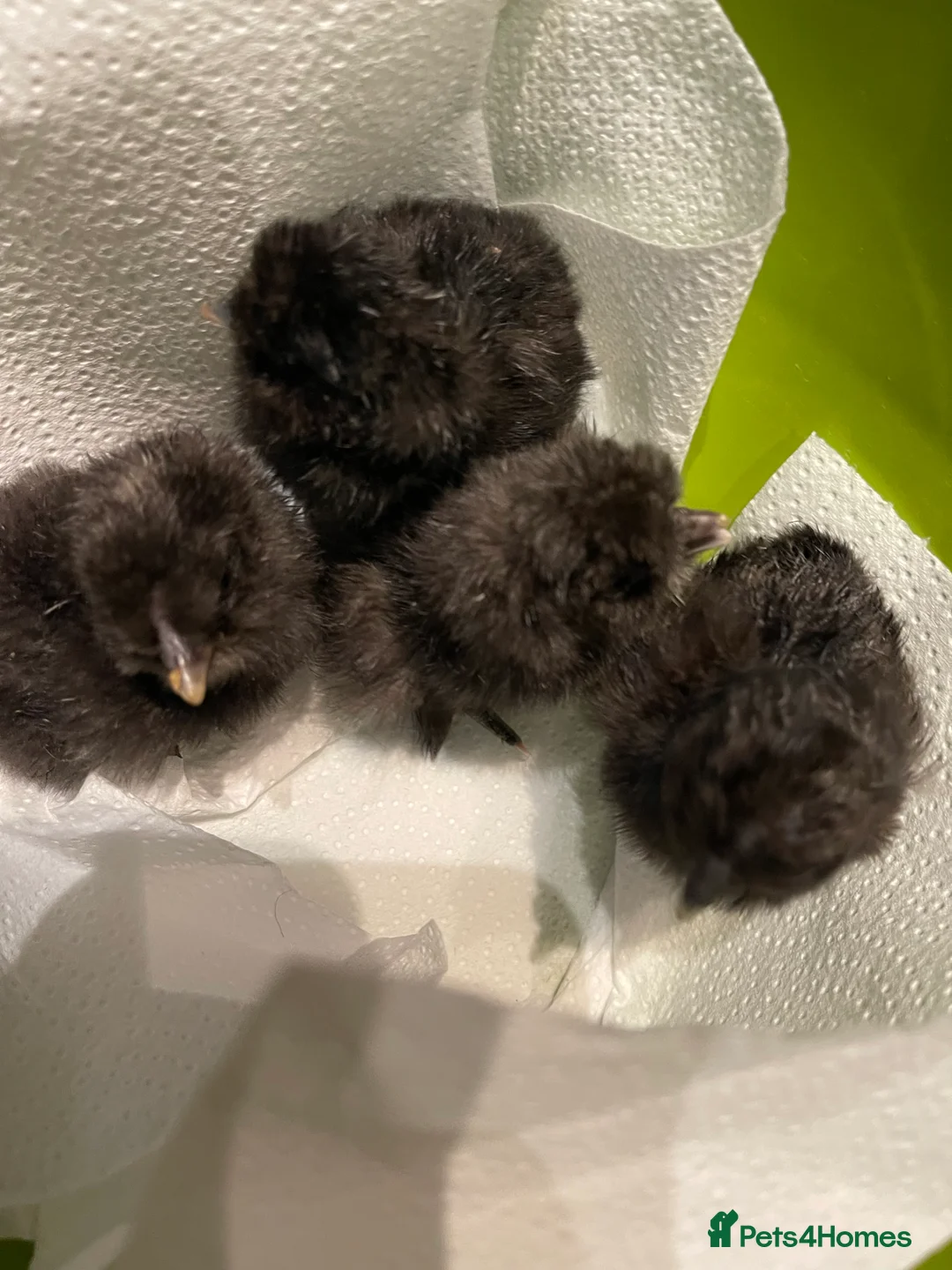 Chickens poultry for sale: 1 and 2 day old silkie chicks available  - Advert 2