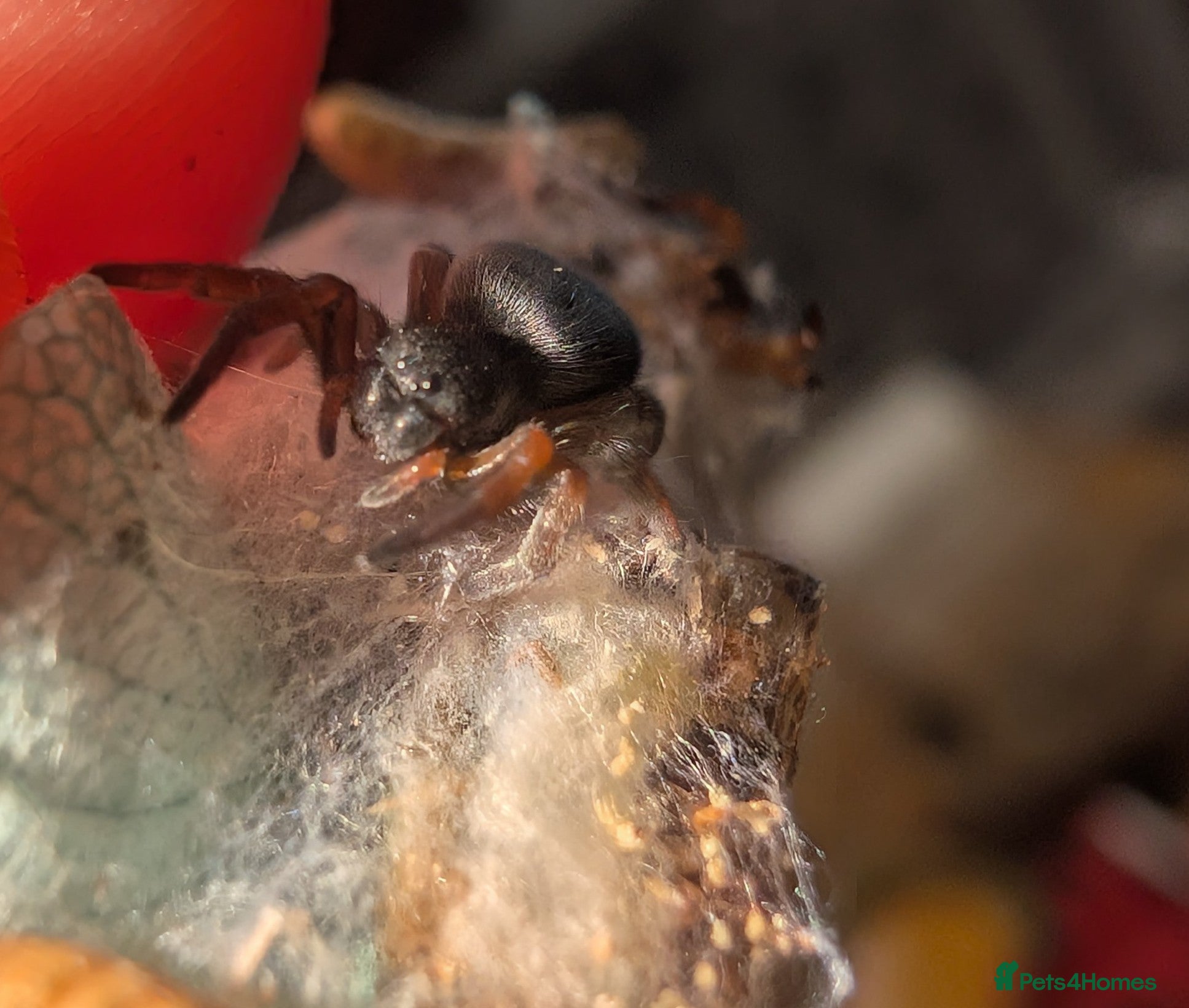 Spiders invertebrates Gandanameno sp velvet spider babies  - Advert 11