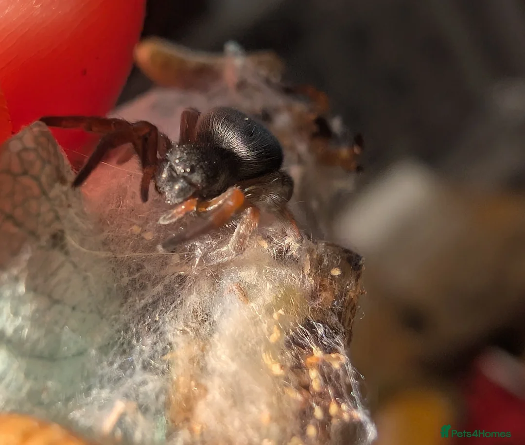 Spiders invertebrates for sale: Gandanameno sp velvet spider babies  - Advert 1