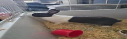 Dutch rabbits for sale: Dutch rabbit rehoming needed in Leeds - Advert 3