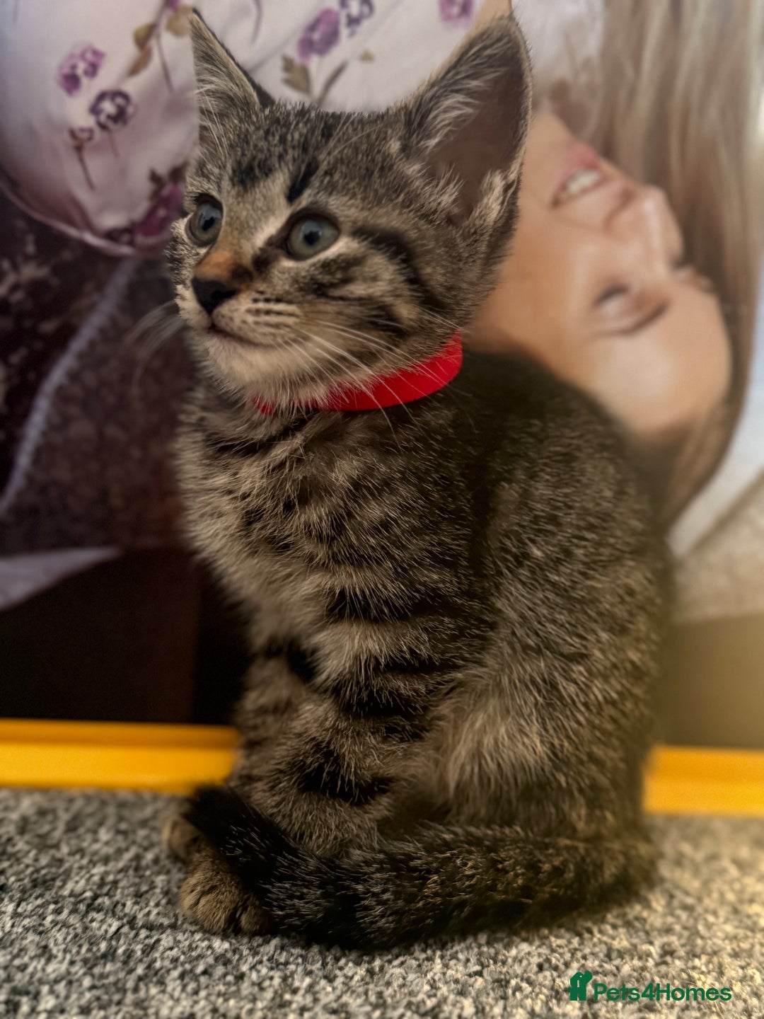 Mixed Breed cats for sale: Bengal cross male kitten 9 weeks old  - Advert 4