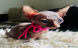Sphynx cats for sale: Sphynx kittens - Image 2
