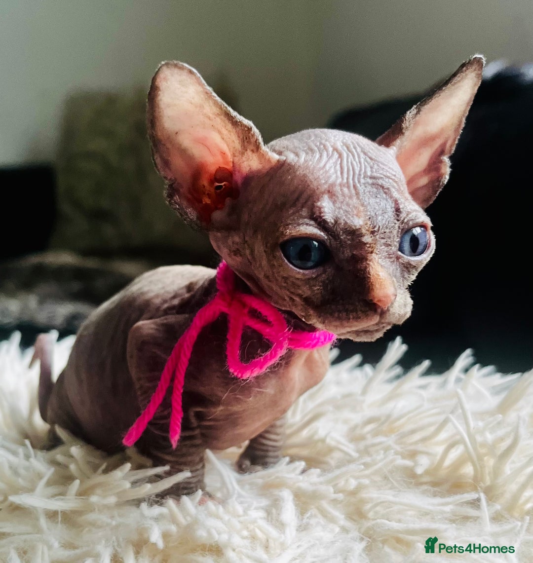 Sphynx cats for sale: Sphynx kittens - Image 2