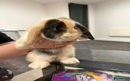 Mini Lop rabbits for sale: Bonded mini lop siblings, 4months old. - Image 8
