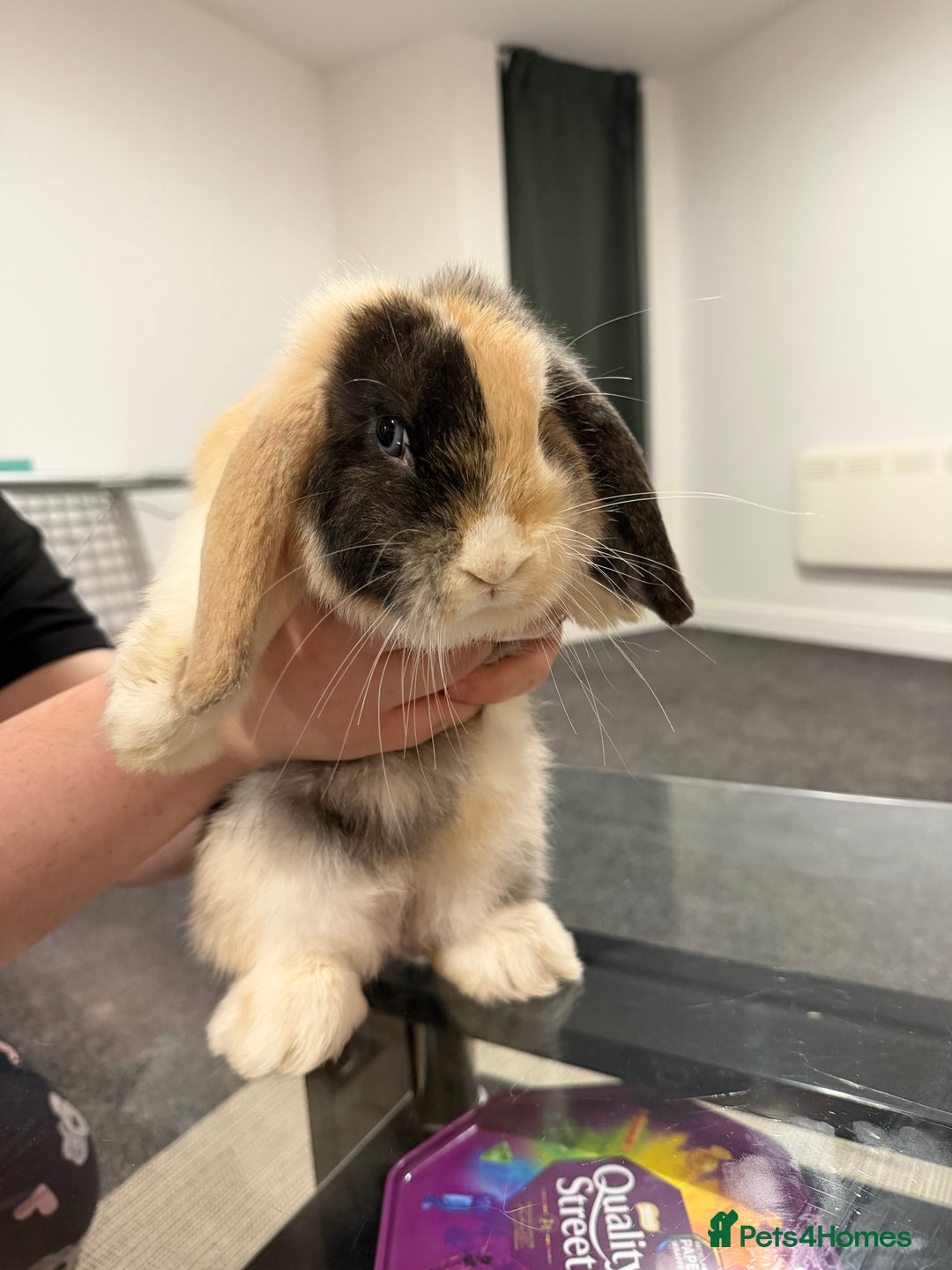 Mini Lop rabbits for sale: Bonded mini lop siblings, 4months old. - Image 8
