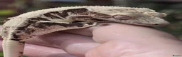 Gecko reptiles for sale: Various crested geckos - Advert 2