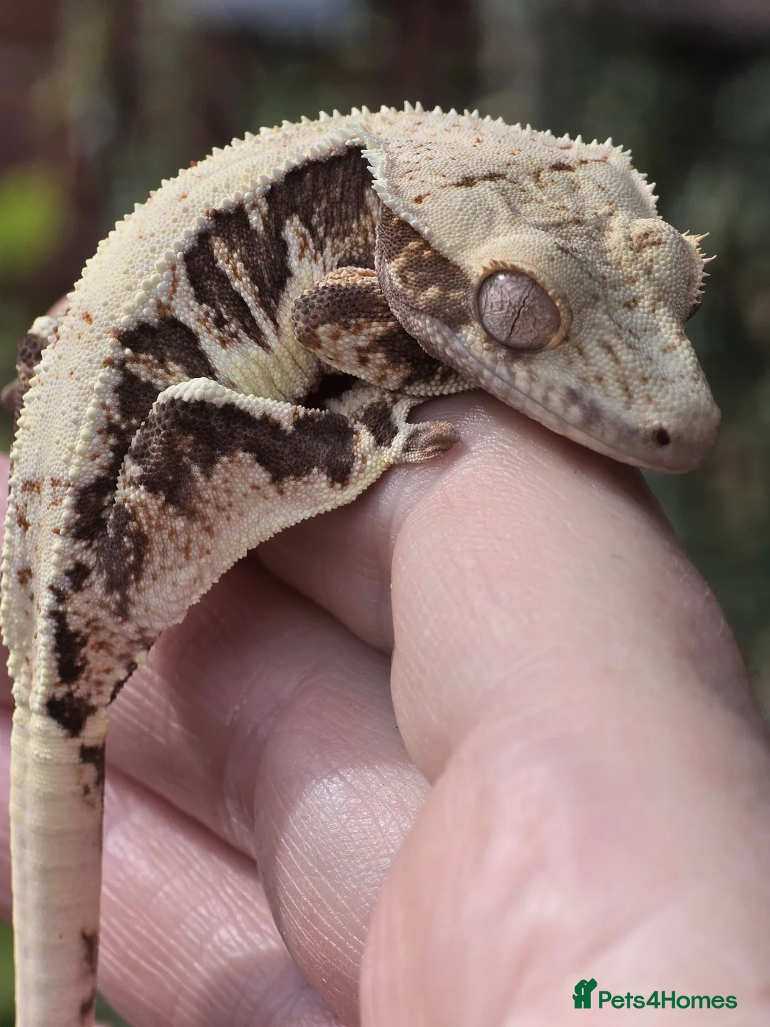 Gecko reptiles for sale: Various crested geckos - Advert 2