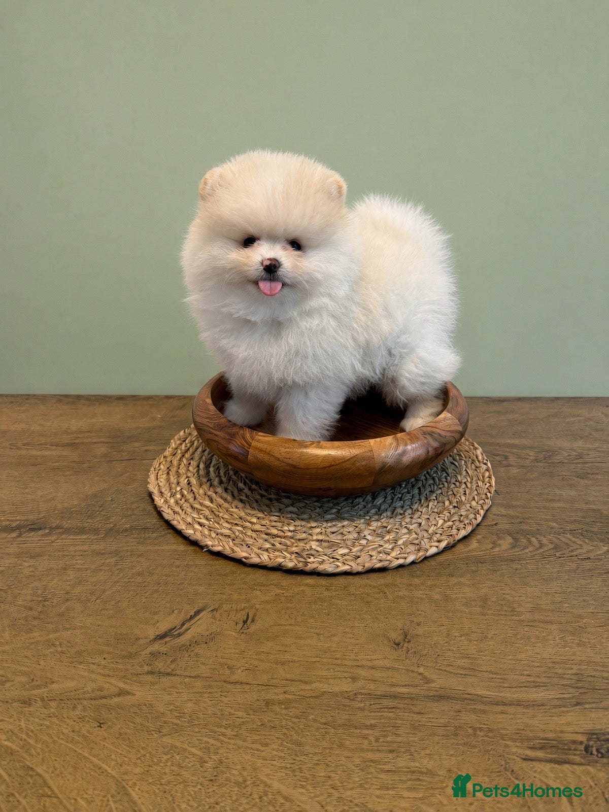 Pomeranian dogs Beautiful KC registered Pomeranian puppies - Advert 12