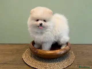 Pomeranian dogs Beautiful KC registered Pomeranian puppies - Advert 12