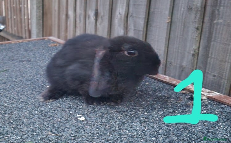 Mini Lop rabbits - Advert 16