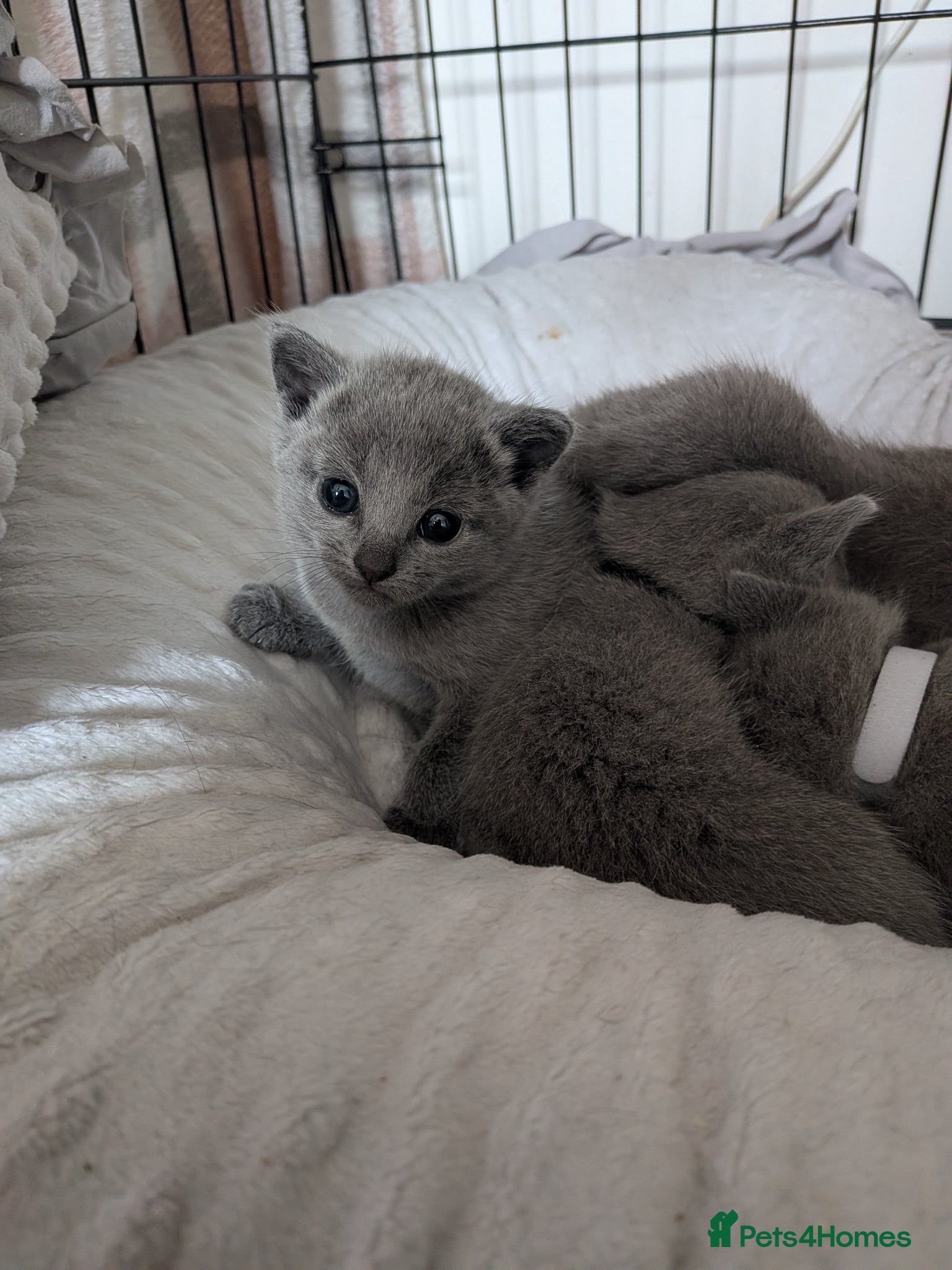 Russian Blue cats TICA Russian Blue pure Kittens 3 Girls 1 Boy  - Advert 1