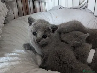 Russian Blue cats TICA Russian Blue pure Kittens 3 Girls 1 Boy - Advert 10