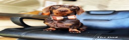 Miniature Dachshund dogs for sale: Beautiful Miniature Daschund Puppies For Sale - Advert 8