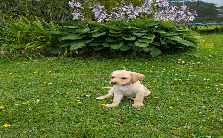 Labrador Retriever dogs - Advert 4