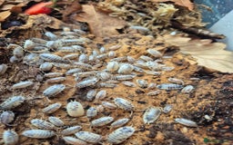 Mixed Breed invertebrates for sale: various isopod species - Image 2