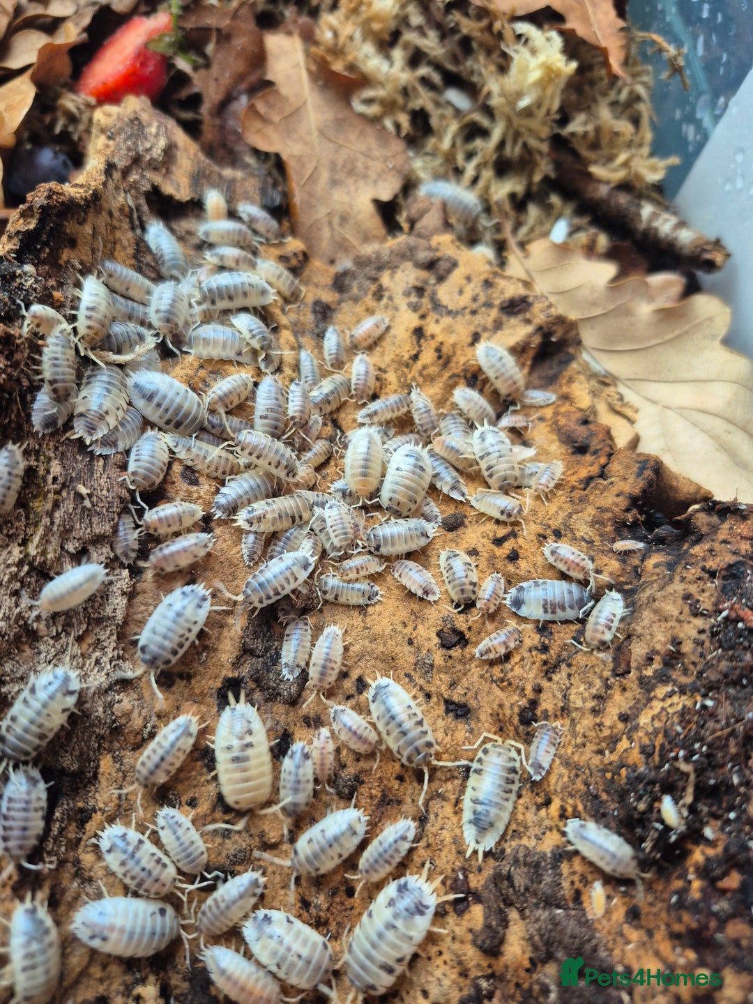 Mixed Breed invertebrates for sale: various isopod species - Image 2