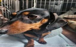 Miniature Dachshund dogs for sale: Miniature Dachshund pups - Image 3