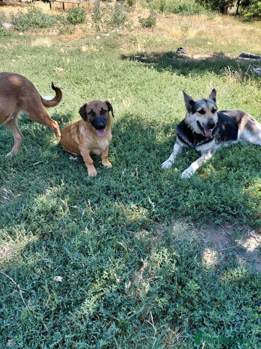 German Shepherd dogs for adoption: Fabulous Flossy - Advert 6