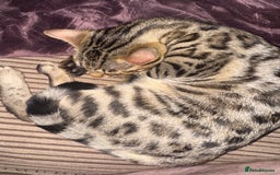 Bengal cats for sale: 2 Bengals Boy Brothers 11 Months Old - Advert 8