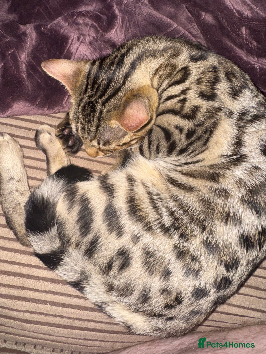Bengal cats for sale: 2 Bengals Boy Brothers 11 Months Old - Advert 8