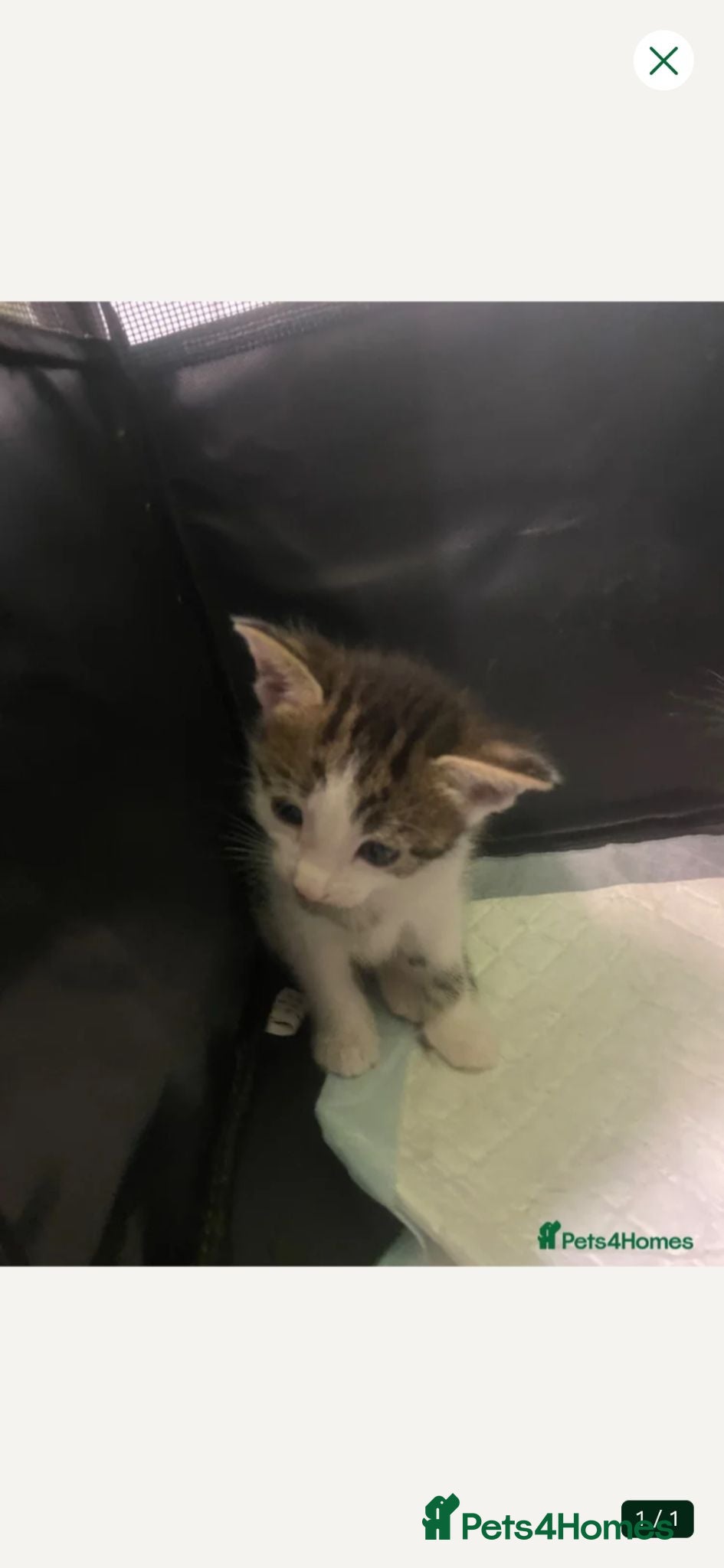 Mixed Breed cats Little 8 wk old girl - Advert 1