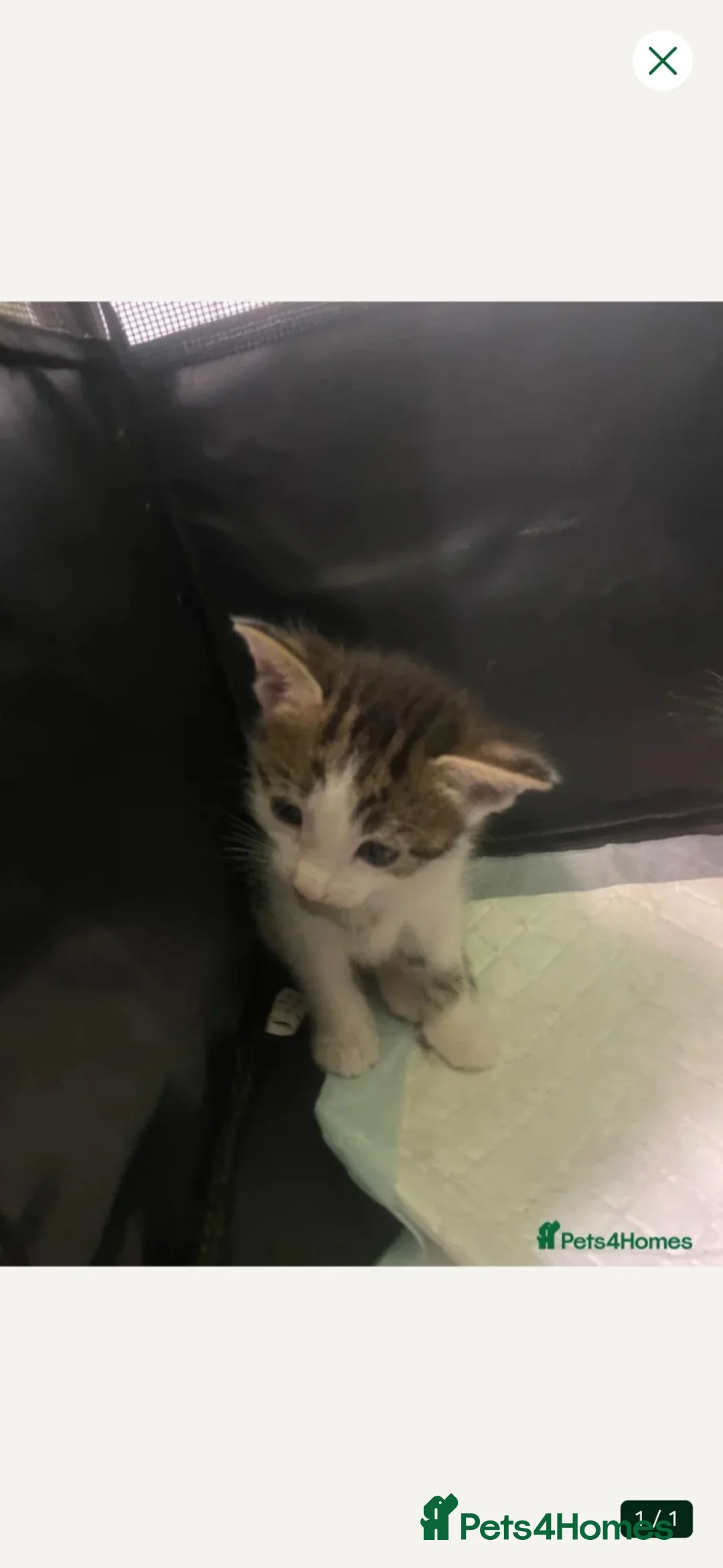 Mixed Breed cats for sale: Little 8 wk old girl - Advert 1