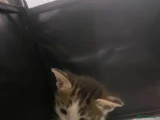Mixed Breed cats Little 8 wk old girl - Advert 1