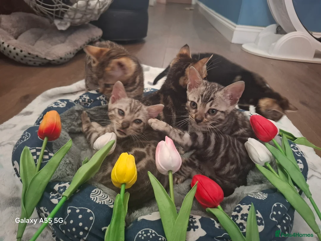 Bengal cats for sale:  Premium Bengal Kittens – 5★ Licensed Cattery - Advert 1