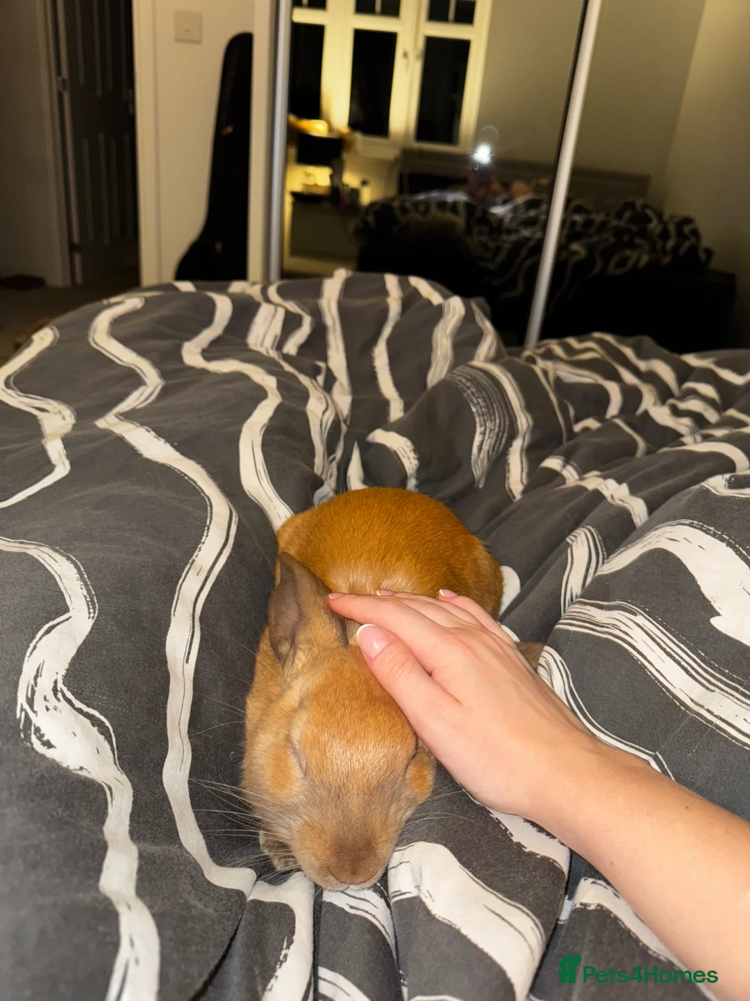 Mixed Breed rabbits for sale: Neutered male rabbit  - Advert 2