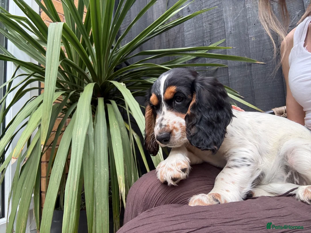 English Springer Spaniel dogs for sale: 2 MALES LEFT. English Springer Spaniel Puppies - Advert 2