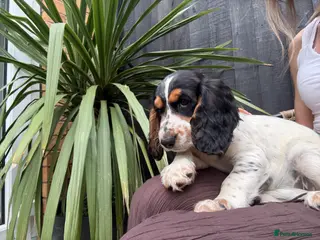 English Springer Spaniel dogs English Springer Spaniel Puppies - Advert 5