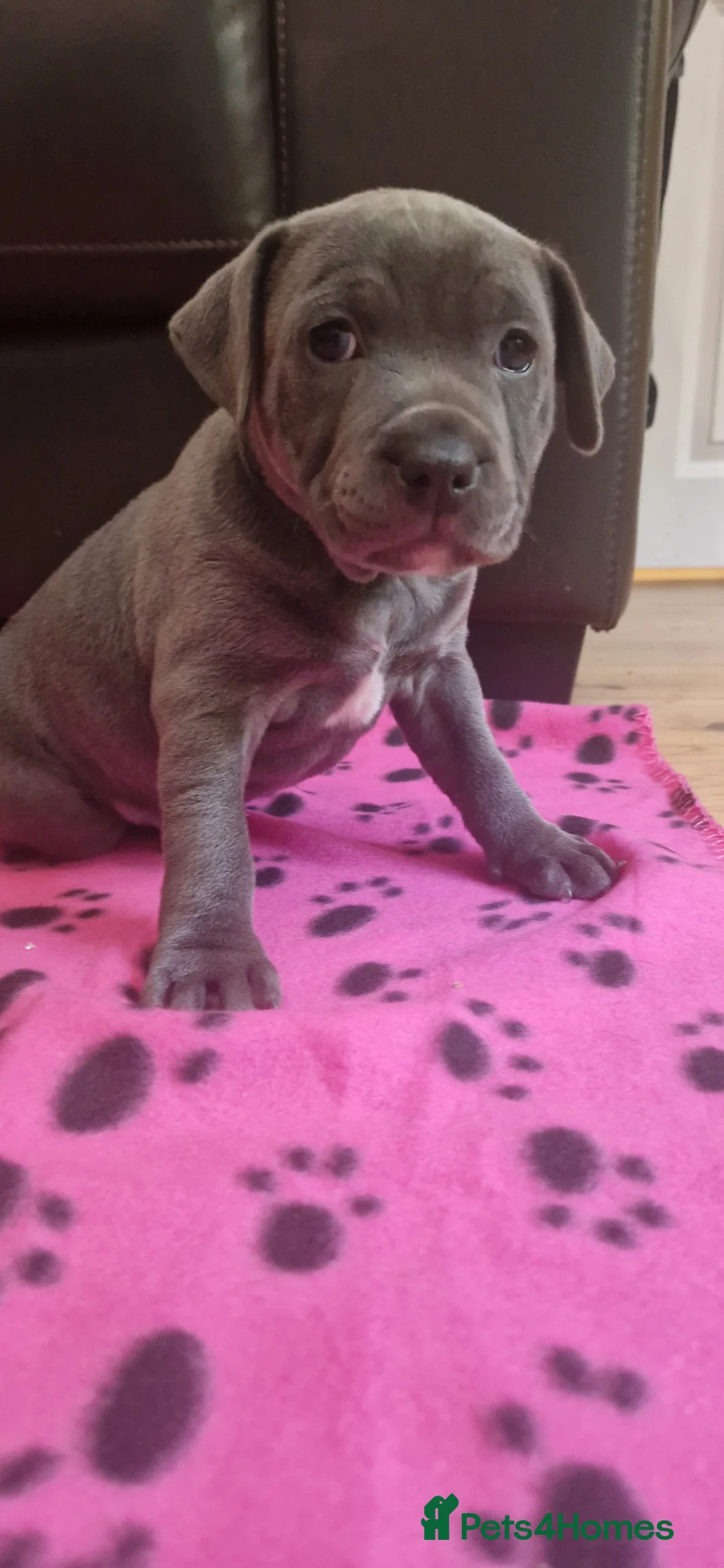 Staffordshire Bull Terrier dogs for sale: KC Registered Staffordshire Bull Terrier Pups in Liverpool - Advert 2