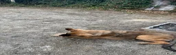 Mixed Breed dogs for sale: My beautiful lola - Advert 3