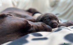 Labrador Retriever dogs for sale: Bailey May - Image 4