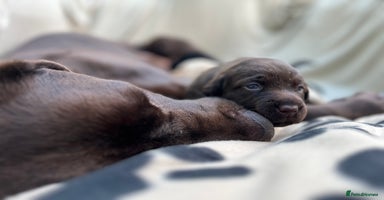 Labrador Retriever dogs - Advert 9