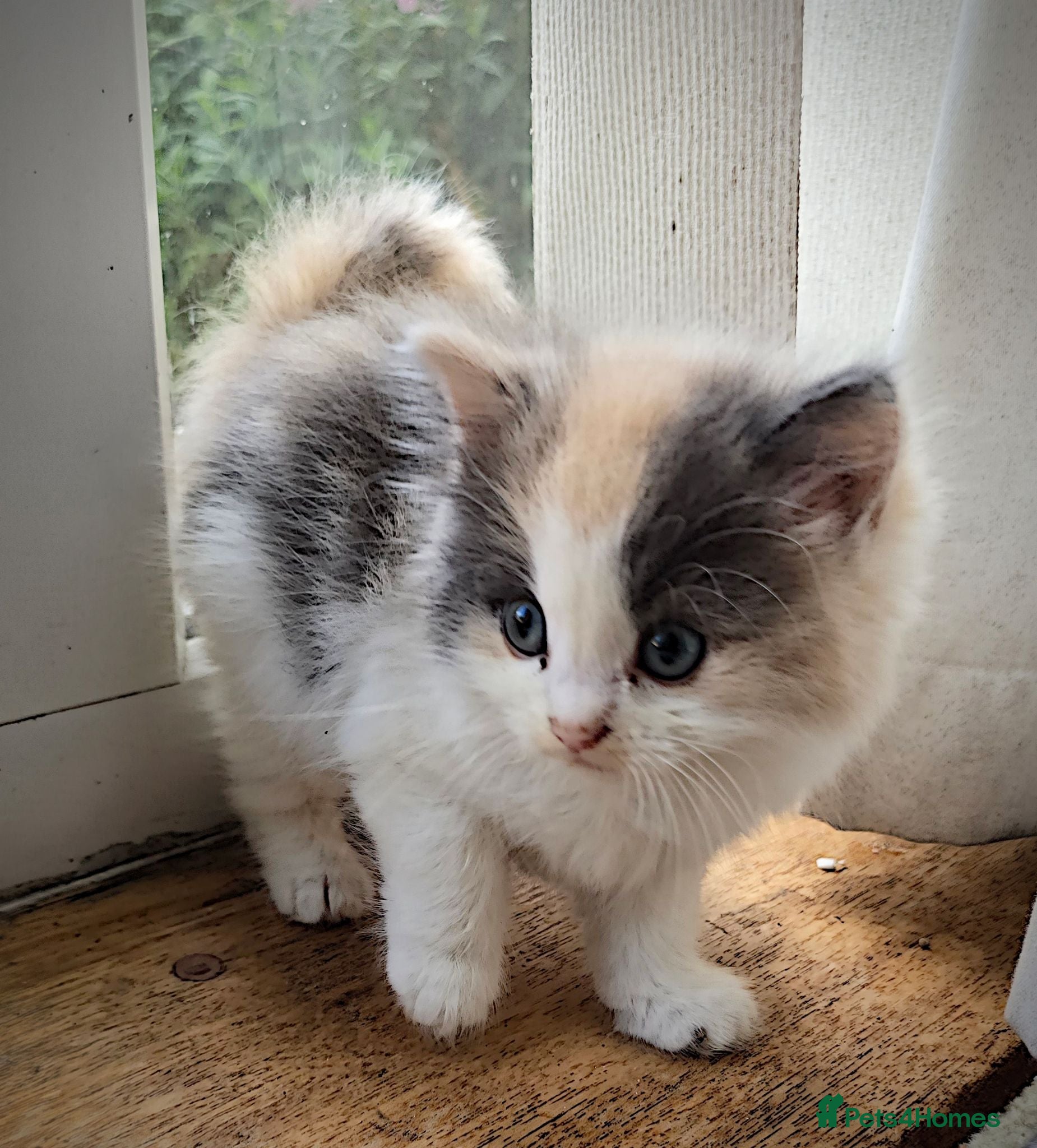 Mixed Breed cats 3 Beautiful Female Long-Haired Kittens,8 Weeks Old - Advert 1