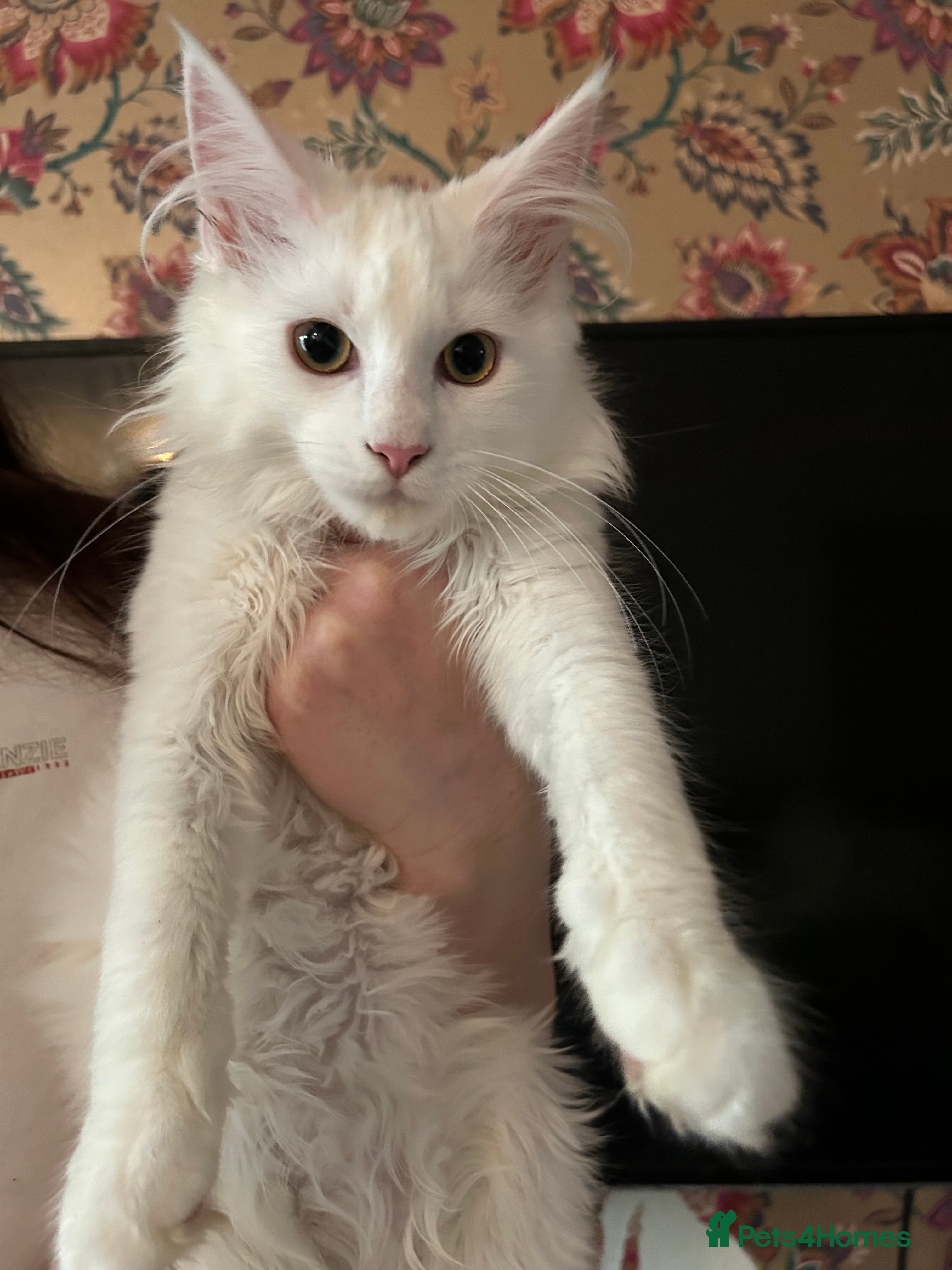 Maine Coon cats Maine coon kittens  - Advert 6