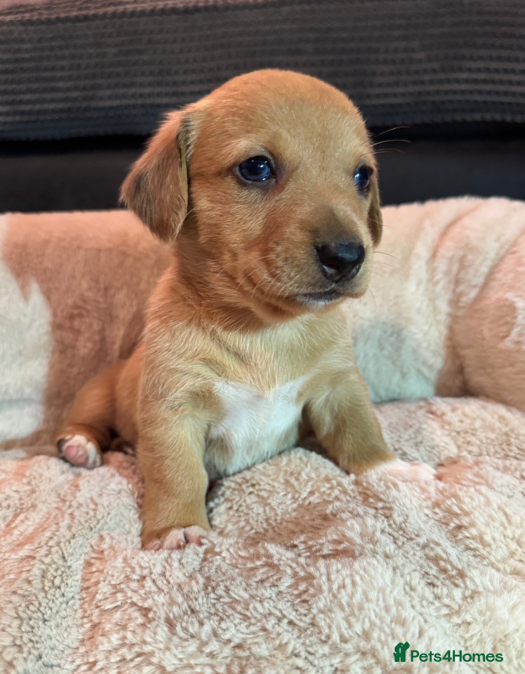 Mixed Breed dogs for sale: 💛Dorgi Puppies🤎 - Advert 18