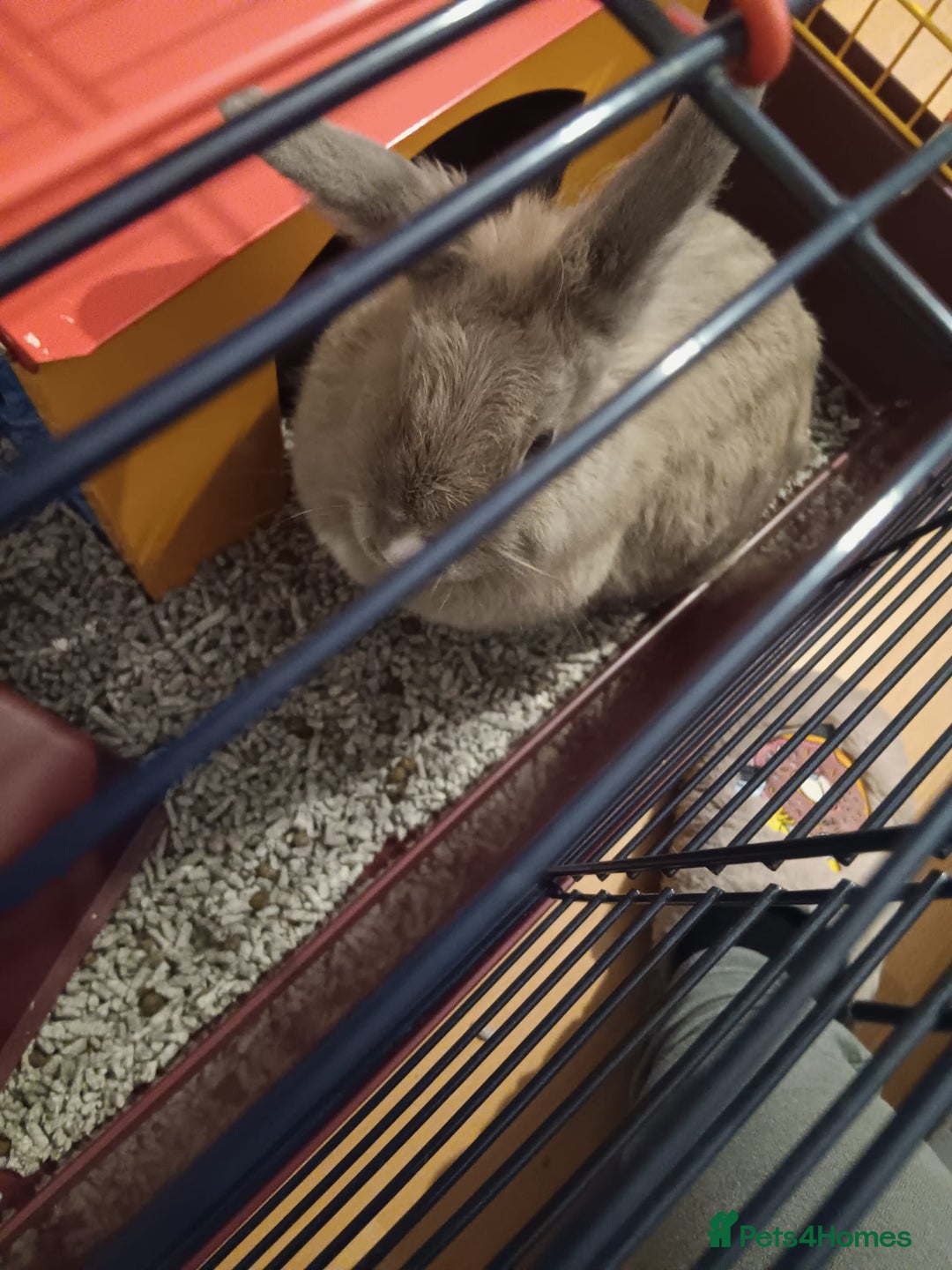 Mini Lop rabbits for sale: 2 Female Rabbits  - Advert 6