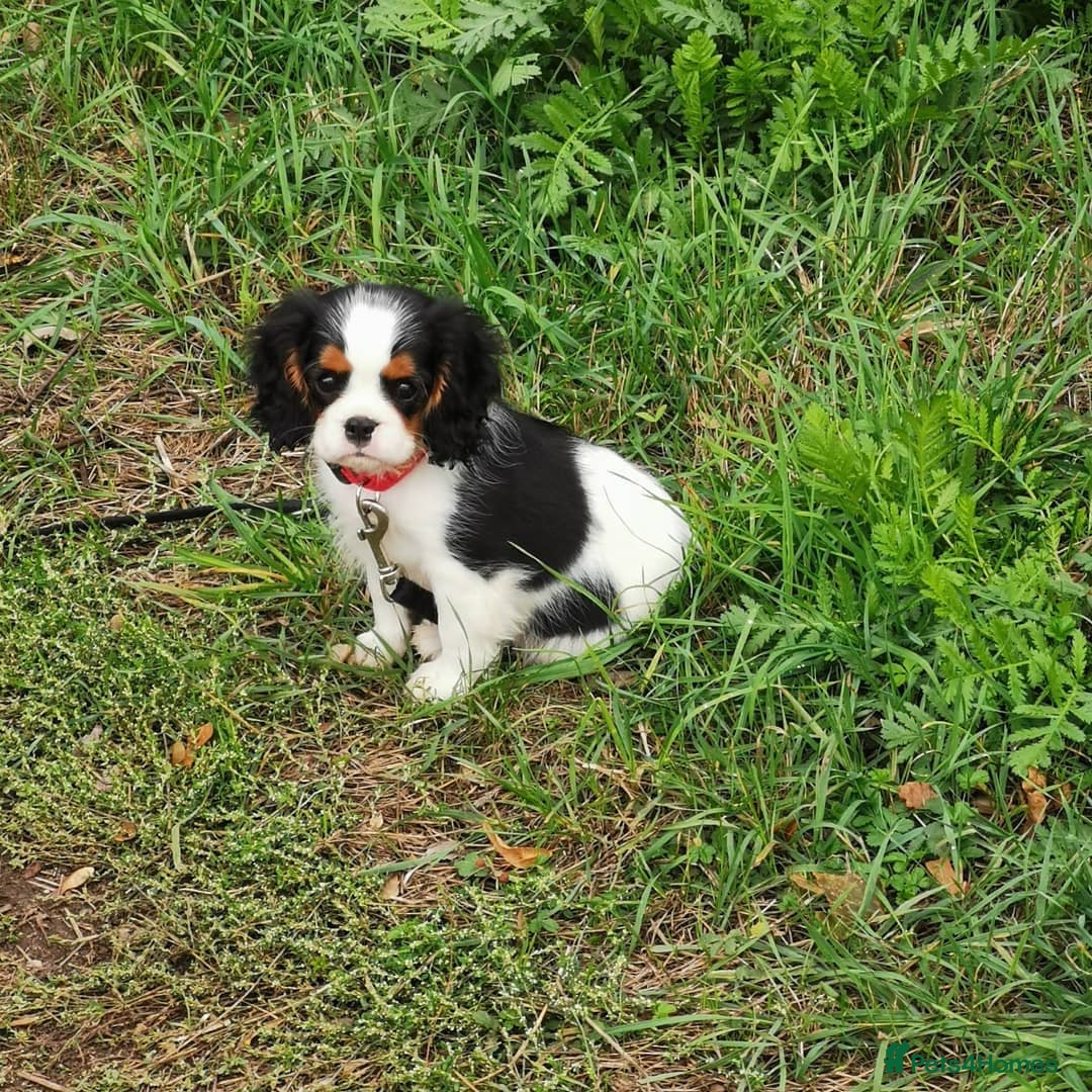 Cavalier King Charles Spaniel dogs for sale: KC Cavalier King Charles Puppies - Image 3