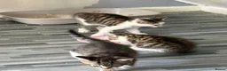 Mixed Breed cats for sale: Mixed breed kittens  - Advert 1
