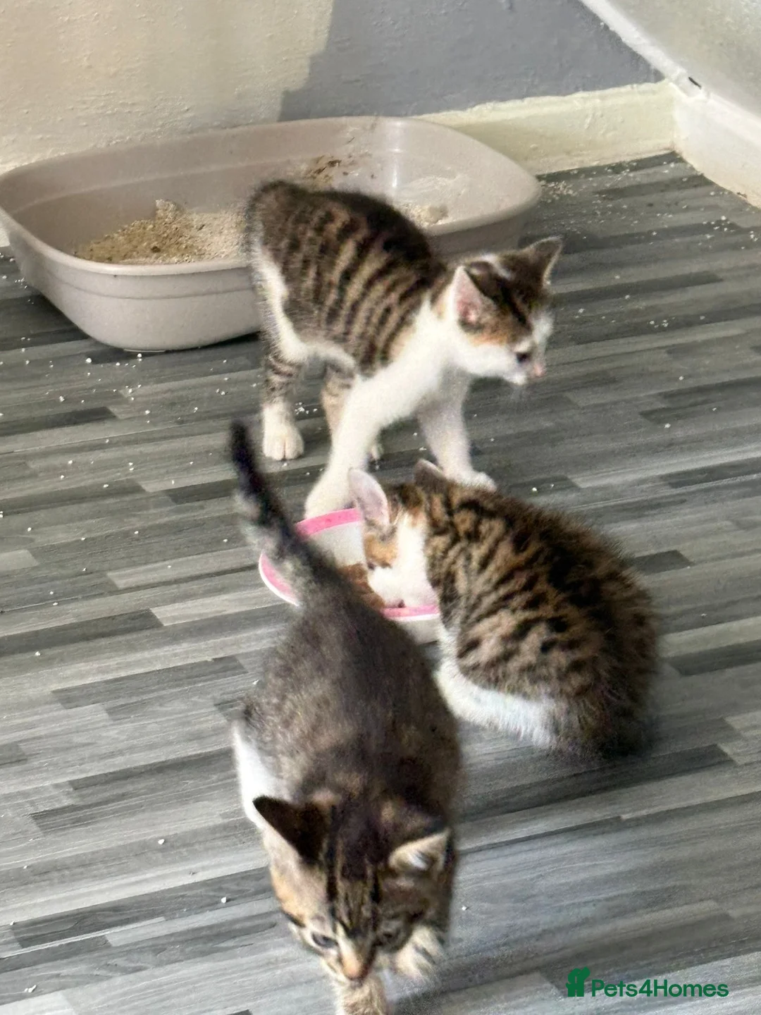 Mixed Breed cats for sale: Mixed breed kittens  - Advert 1