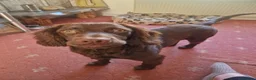 Cocker Spaniel dogs for sale: 8 month old Male Cocker Spaniel  in Accrington - Advert 2