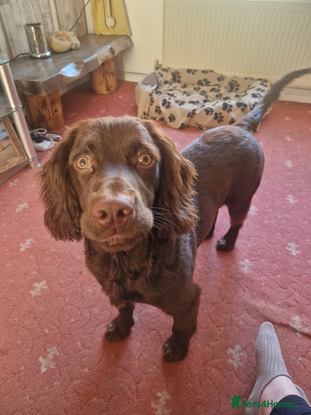 Cocker Spaniel dogs for sale: 8 month old Male Cocker Spaniel  in Accrington - Advert 2