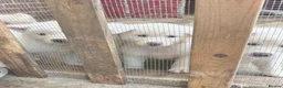 Japanese Akita Inu dogs for sale: Japanese Akita Inu Puppies - Advert 9